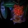 Kalon ramenaty - Cynopterus brachyotis - Lesser Short-nosed Fruit Bat 0903